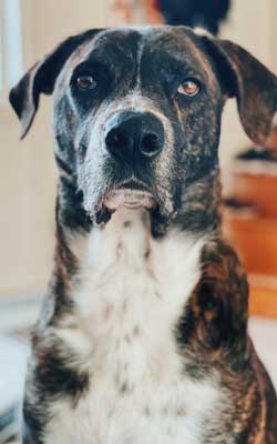 großer Hund