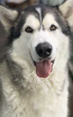 Hundebuggy Husky