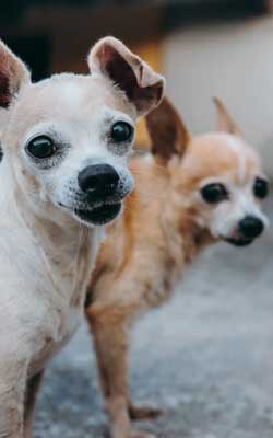 kleine Hunde alt Hundewagen