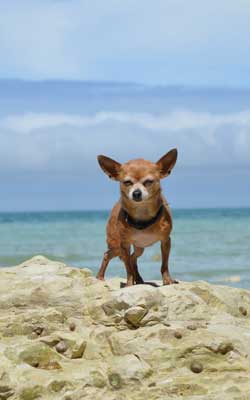 kleiner Hund Chihuahua Hundewagen