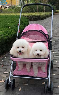 rosa Buggies
